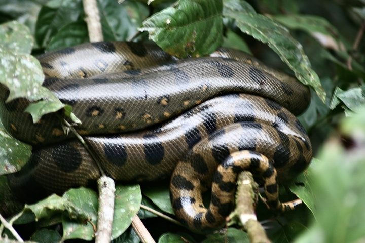       Anaconda coiled on a branch
  