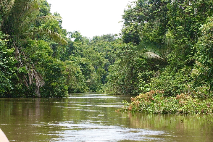       River running through dense green forest
  