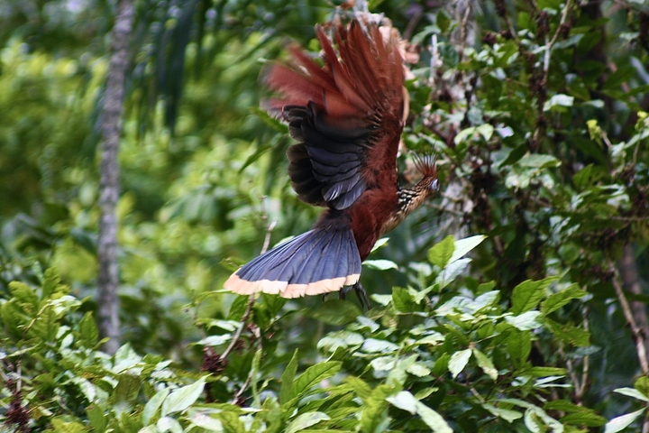       Blurry image of a bird in flight with green foliage
  