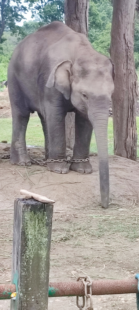       Legs of an elephant shackled in chains.
  
