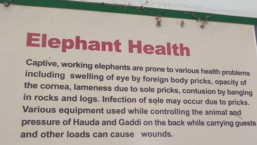       Text about health issues of captive elephants.
  