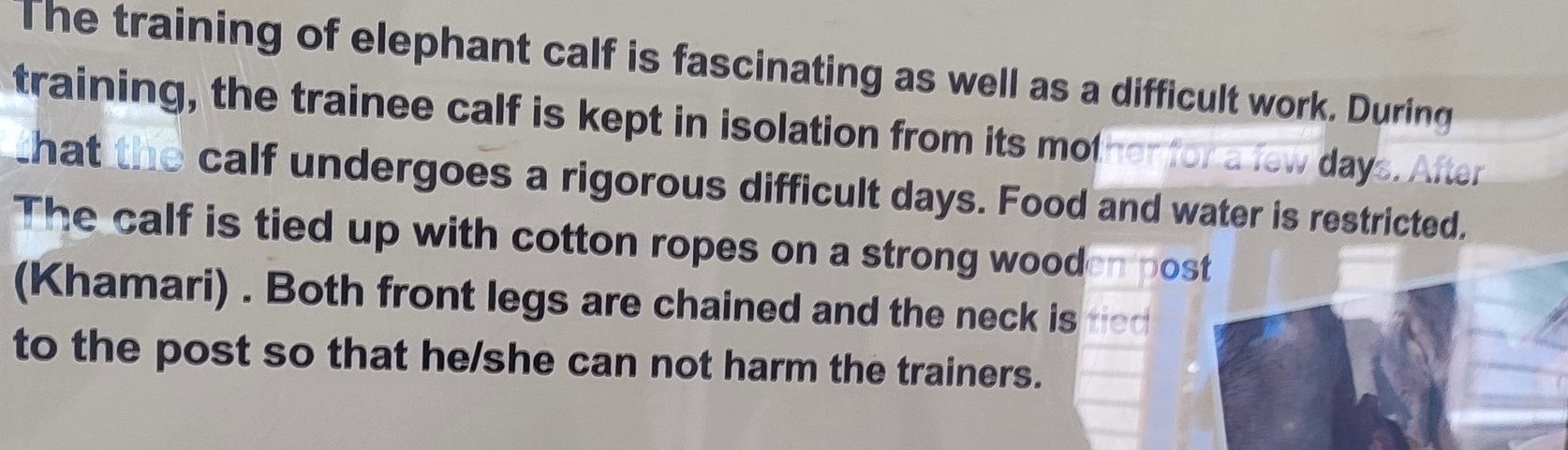       Blurred image of text about elephant care.
  