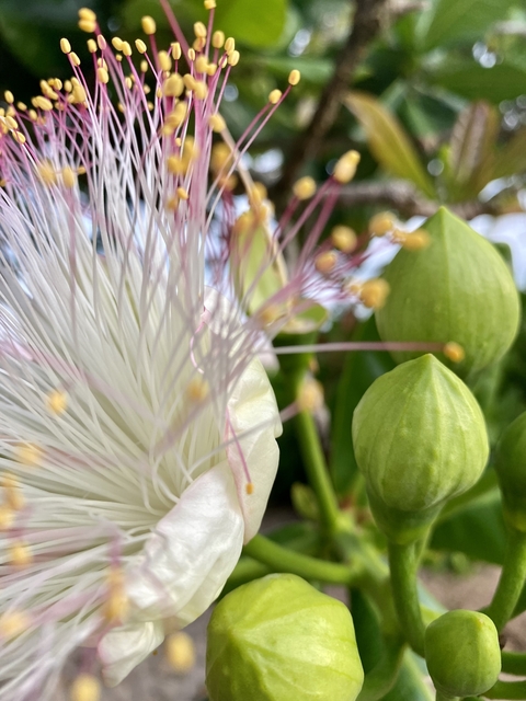 Close-up of a white flower with buds.