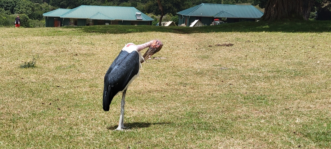       Bird standing in a grassy area with buildings in the background.
  