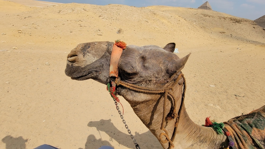 Close-up of a camel with a pyramid in the background.