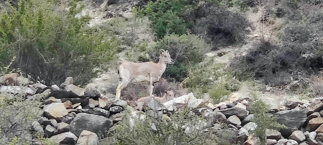 Wild goats standing on rocky terrain with vegetation.