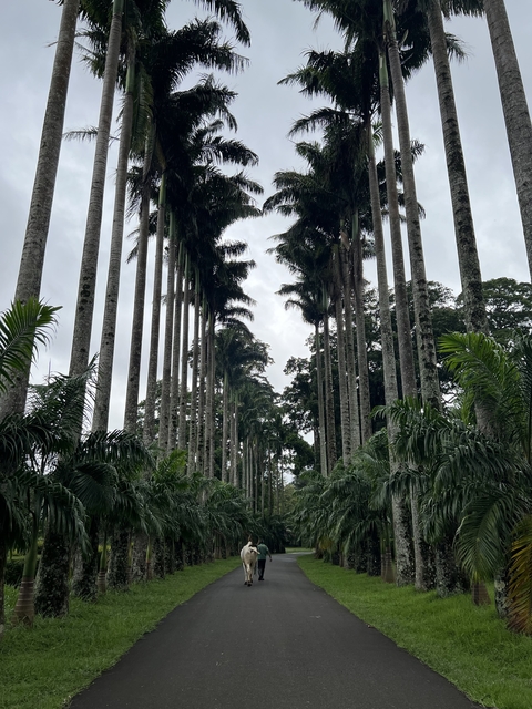Tall palm trees creating an avenue with clouds above.