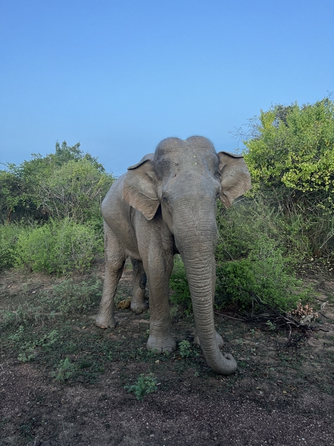 An elephant close-up with dense greenery.