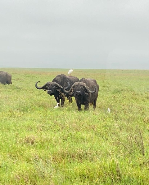 Klantbeoordelingsfoto van Manyara, Serengeti, Ngorongo, Tarangire 