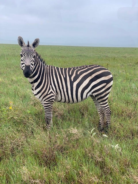 Klantbeoordelingsfoto van Manyara, Serengeti, Ngorongo, Tarangire 