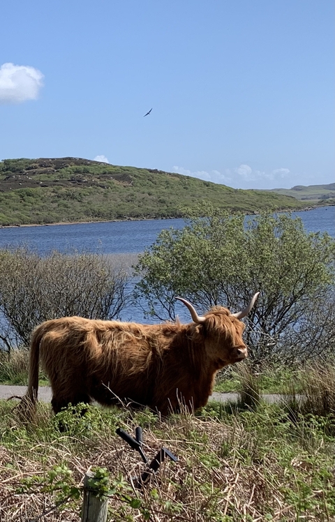       Highland cow standing by a river with hills in the background.
  