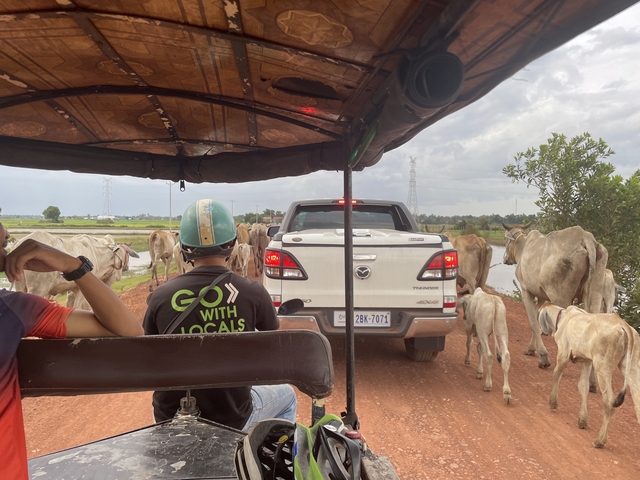       Tuk-tuk ride through area with cows on road.
  