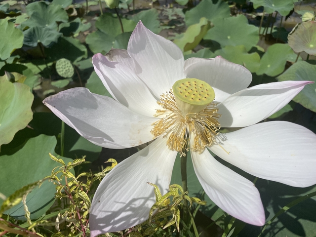       Close-up of a white lotus flower.
  