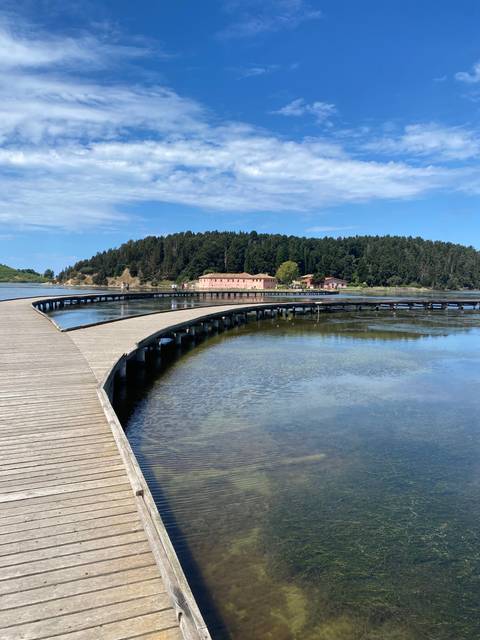       A wooden walkway over water with greenery around.
  