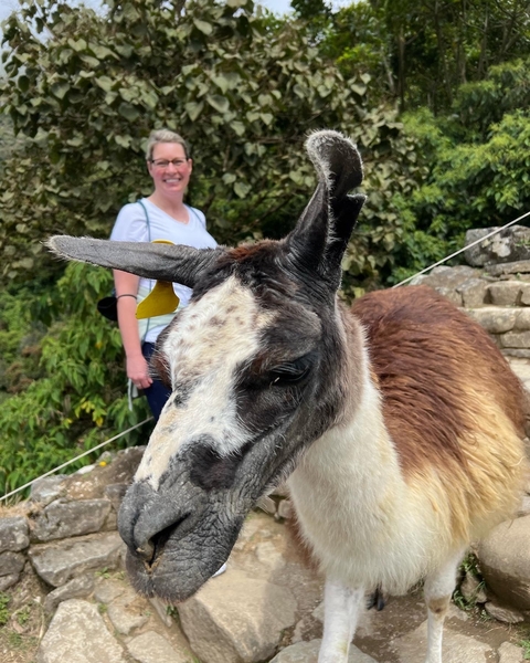 A llama with a person in the background, surrounded by greenery and ancient stone steps.