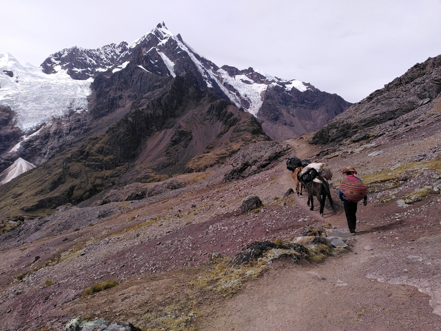Hiker with mule on a mountain trail with snowy peaks.