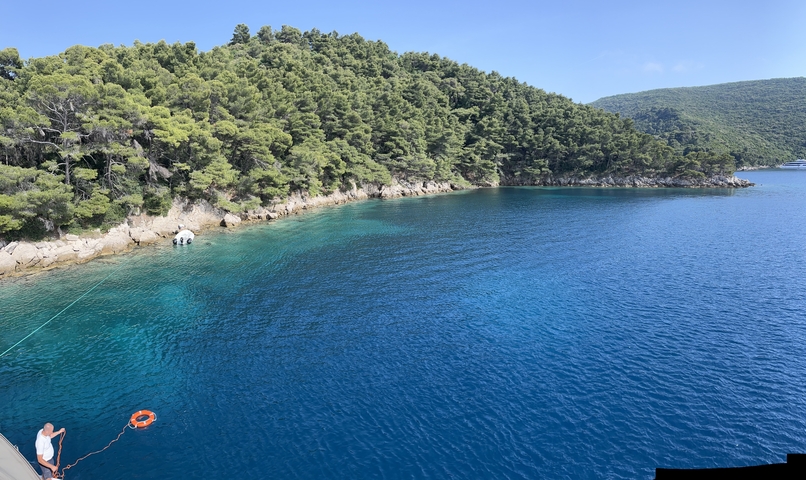 Forest with clear water by the shore.