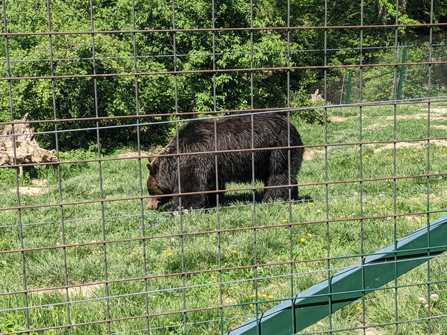 Bear behind a wired fence in a grassy area.