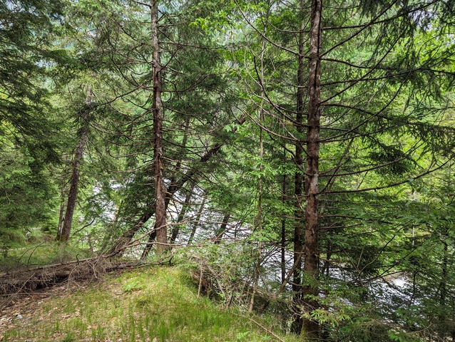      Dense forest with tall trees and undergrowth
  