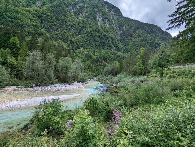 River flowing through a dense forest with clear water and stones