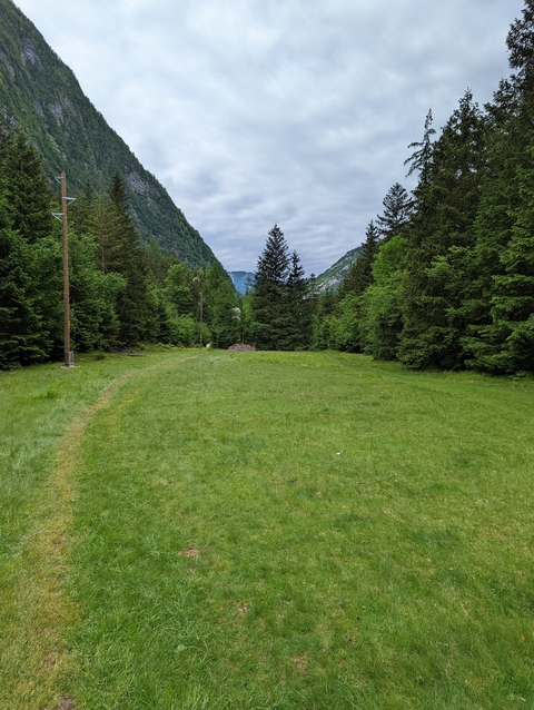 Grass field with towering trees and a pathway leading into a forest