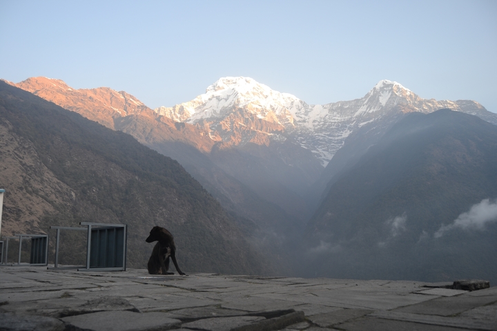       Mountainous landscape with a dog sitting and snowy peaks in the background
  
