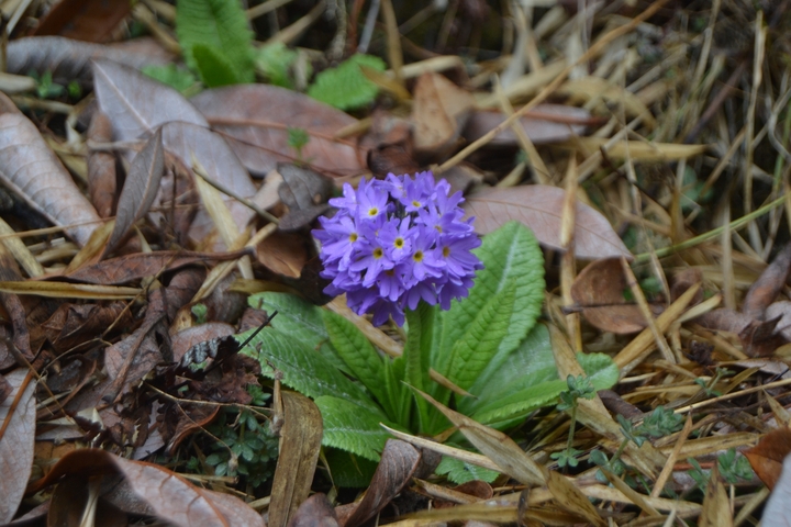       Close-up of a purple flower amidst dried leaves
  