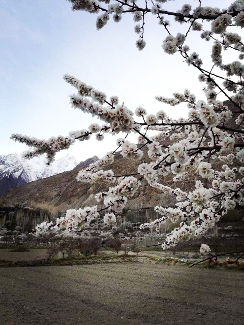       Klantbeoordelingsfoto van Hunza Shangri-La Tour 
  