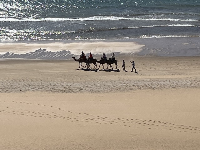       Camels and people walking along a beach.
  