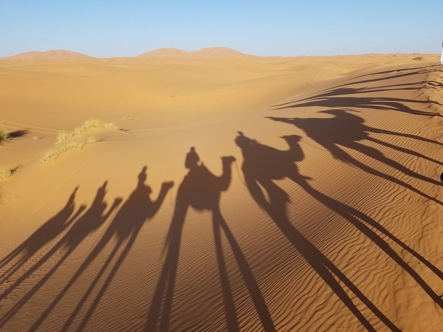       Silhouettes of camels and people walking in the desert with their shadows.
  