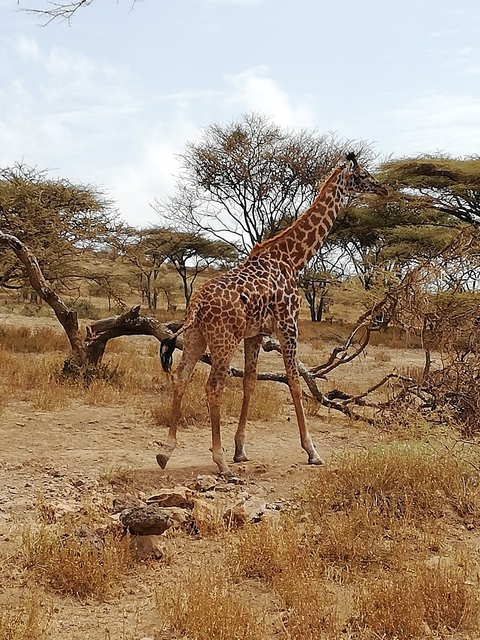 Giraffe standing in a savannah with acacia trees.