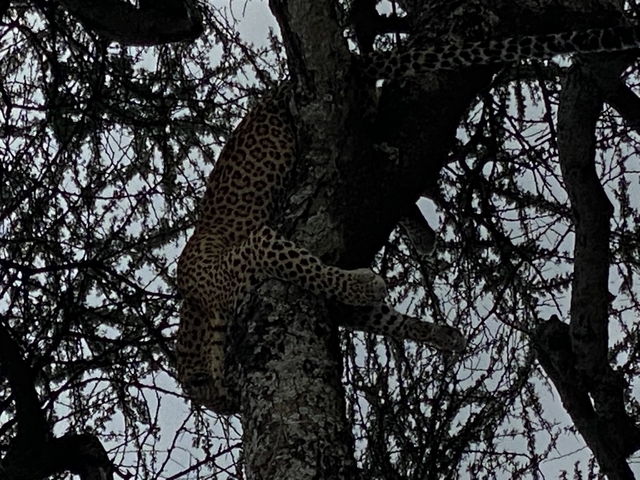 Leopard resting on a tree