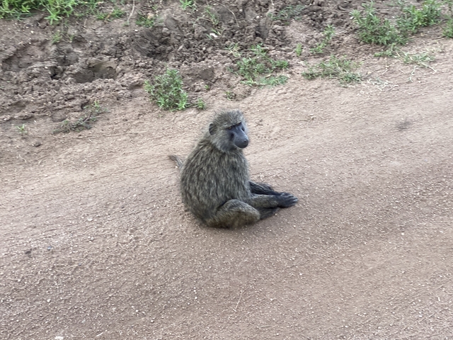      Baboon sitting on a dirt path
  