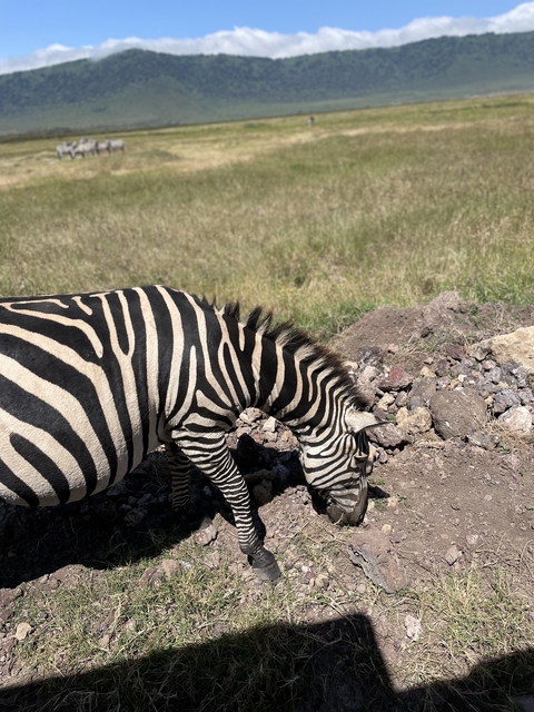 Zebra grazing in a grassy field.