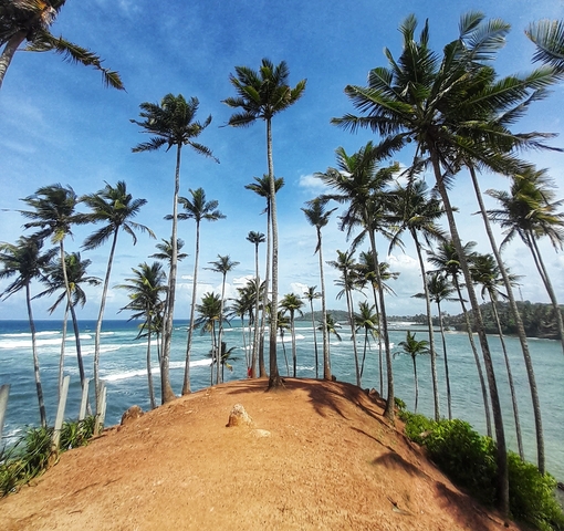       Palm trees by a coastal cliff with scenic sea view.
  