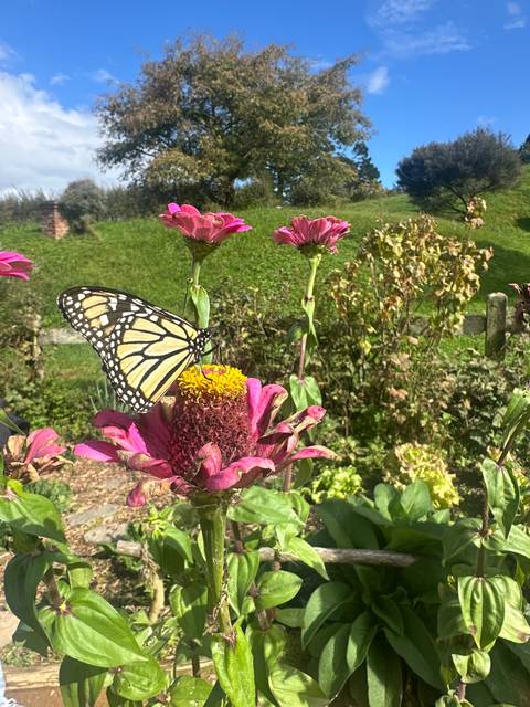       Butterfly resting on a flower in a garden.
  