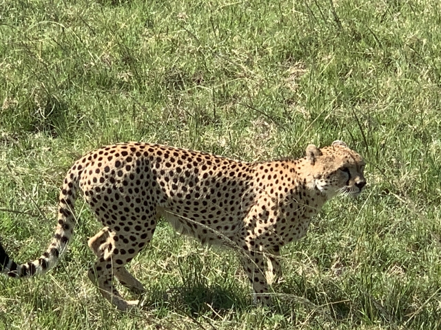 Cheetah walking through tall grass in a savannah.