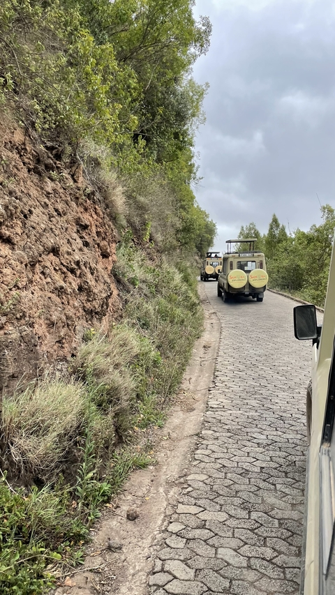       Safari vehicles driving on a paved road by a hillside.
  