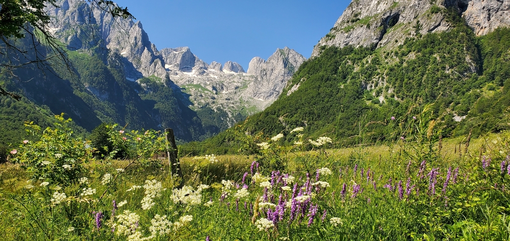 Beautiful mountainous landscape with wildflowers and greenery.