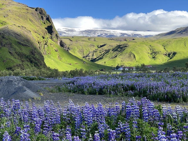 Vibrant flowers with scenic mountain backdrop