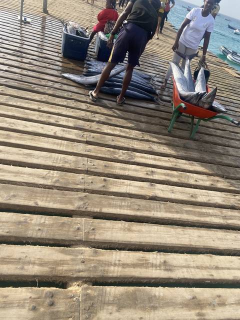People on a wooden pier handling fresh fish.