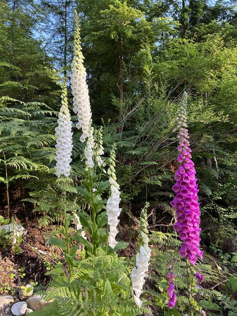 Row of colorful foxglove flowers blooming in a forest.