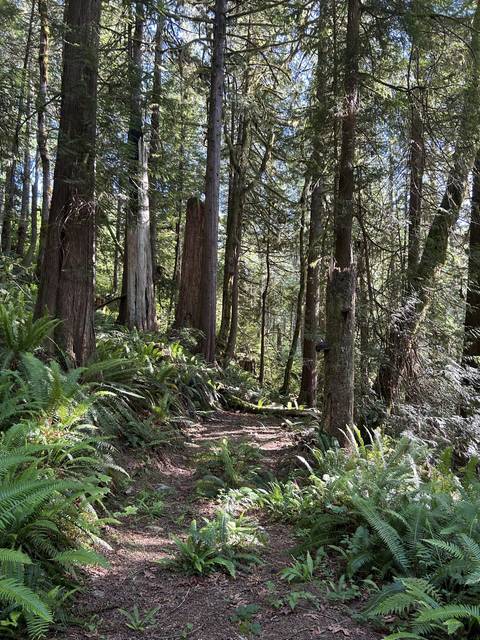 A path through a dense green forest.