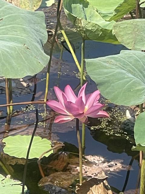 Water lily with pink flower and green leaves.