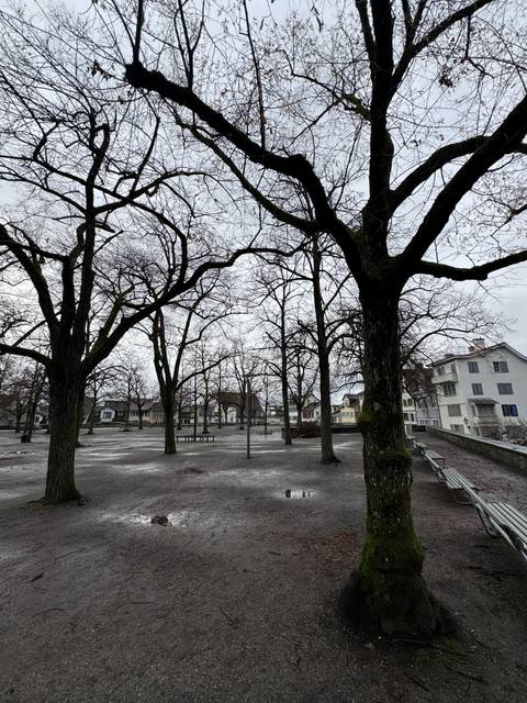       Bare trees in a park during winter season.
  