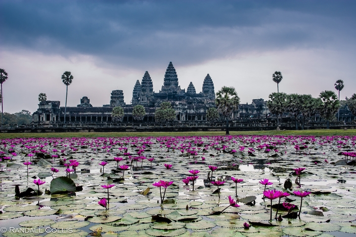 Angkor Wat in Cambodia surrounded by a field of lotus flowers.