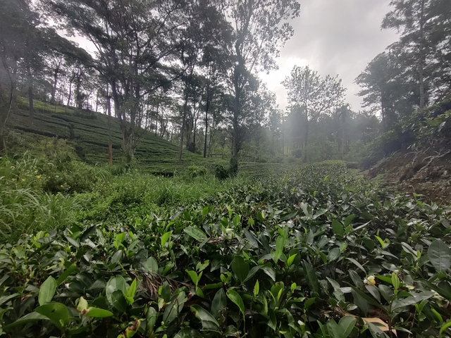 Densely forested area with lush greenery.