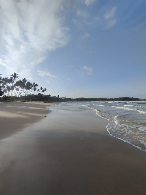 Empty beach with palm trees and waves.