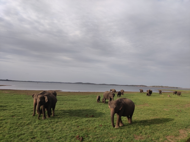 Group of elephants grazing near a lake.
