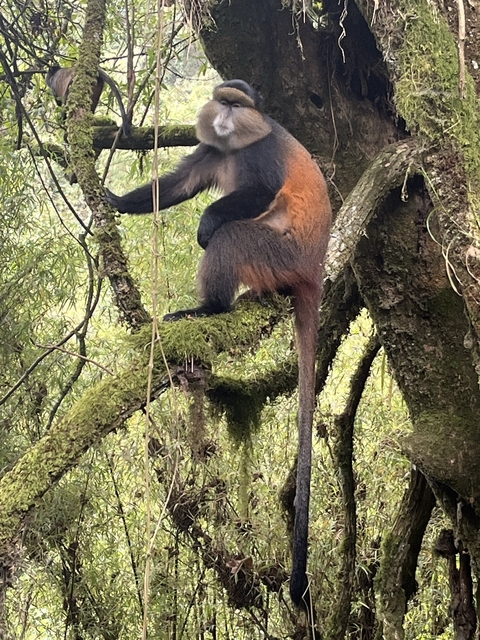       Primate perched on a mossy tree branch.
  